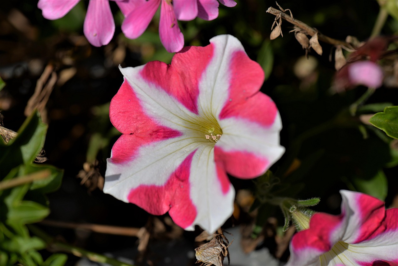 surfinien petunia close free photo