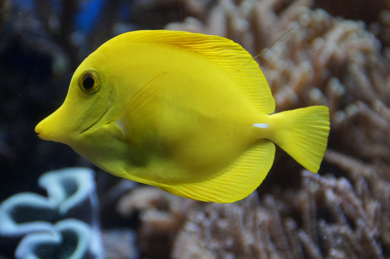surgeonfish fish yellow free photo