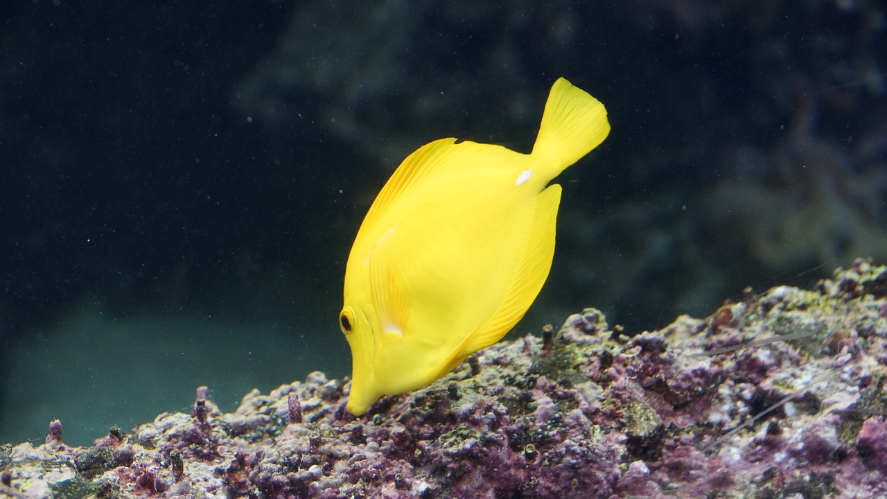 surgeonfish fish yellow tang free photo