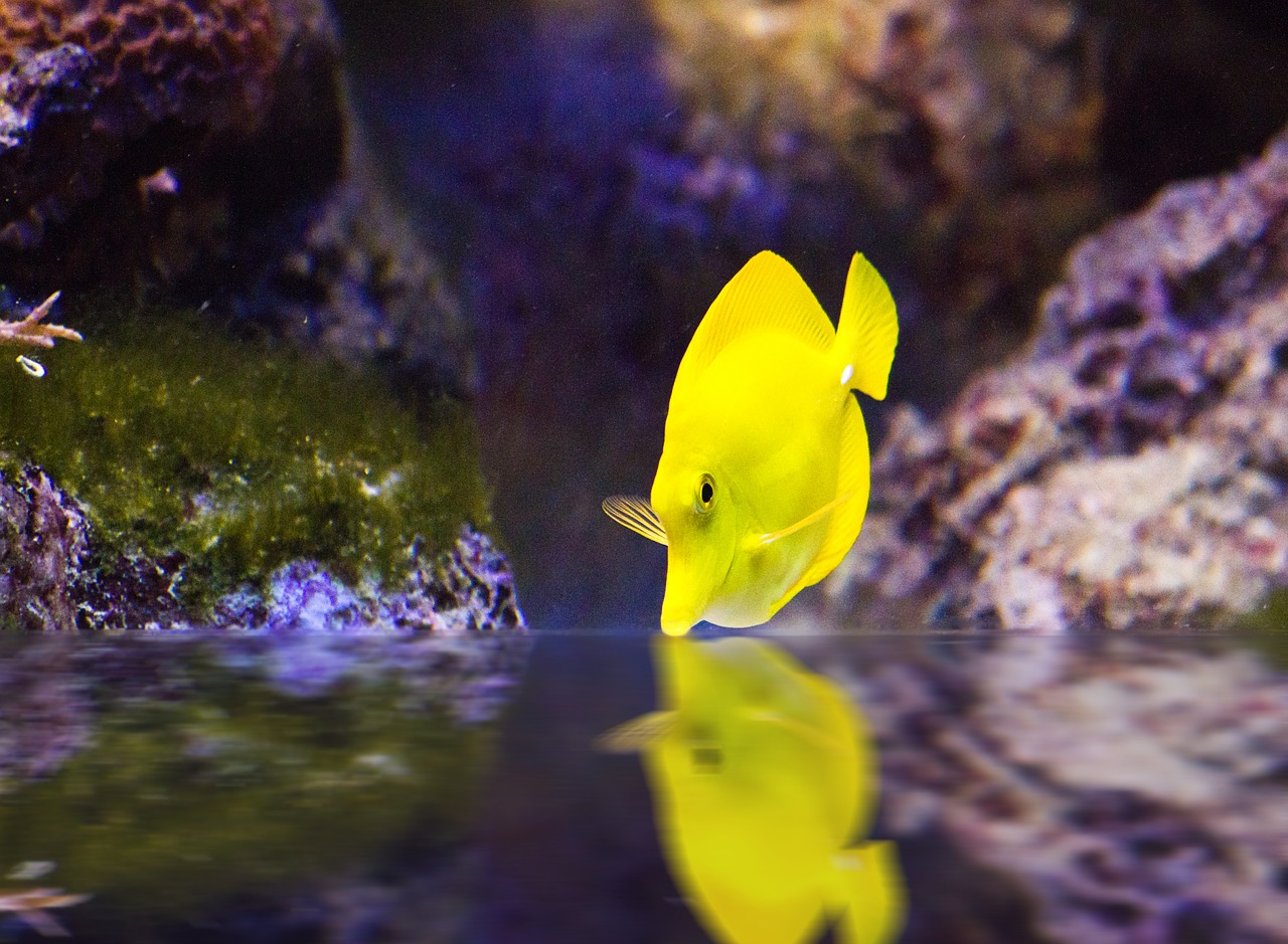 surgeonfish fish yellow free photo