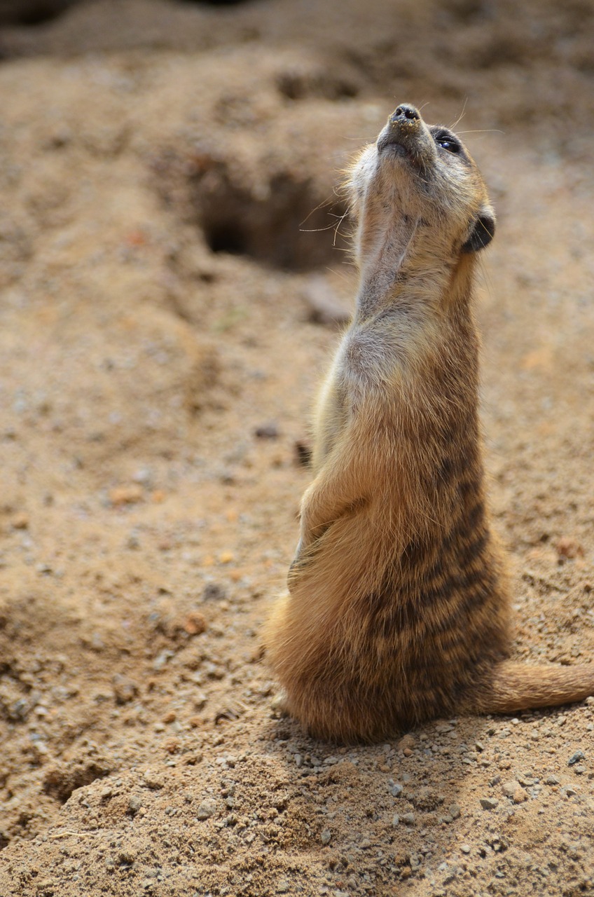 suricate mongoose sentinel desert free photo