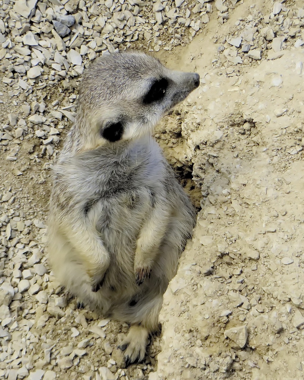 suricate the prairie rat mimicry free photo