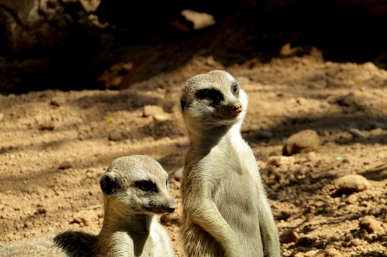 suricate cute animal free photo