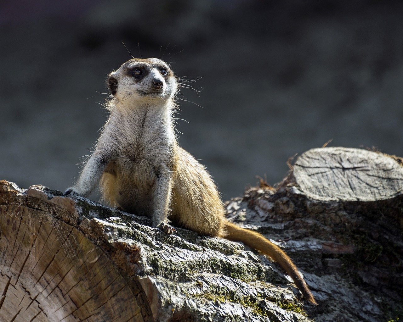 suricate tree trunk sentinel free photo