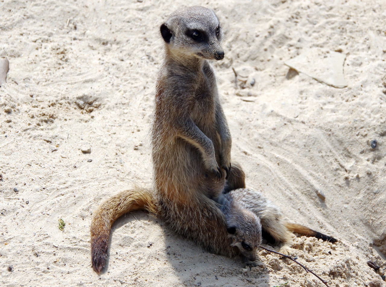 suricate  maternity  suricata suricatta free photo