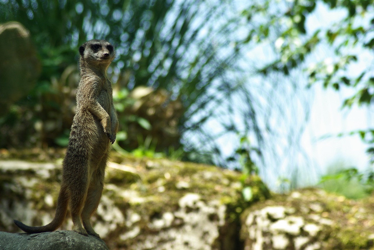 suricate  park  africa free photo