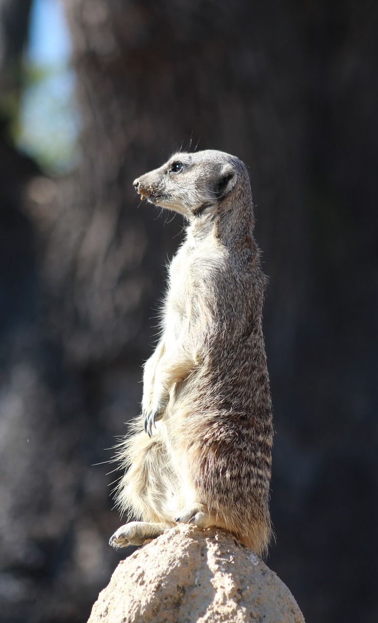 suricate  meerkat  animal free photo