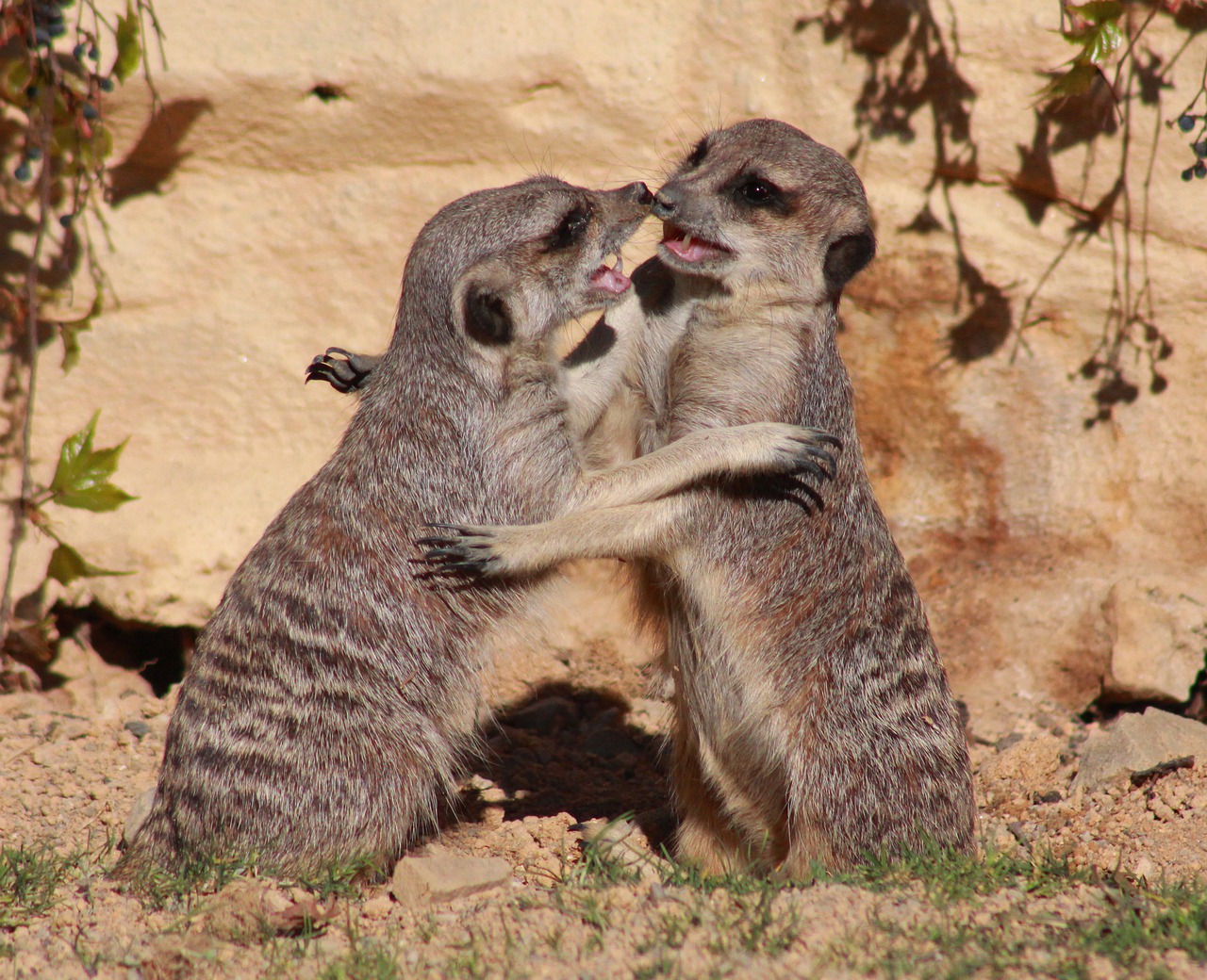 suricate  meerkat  animal free photo