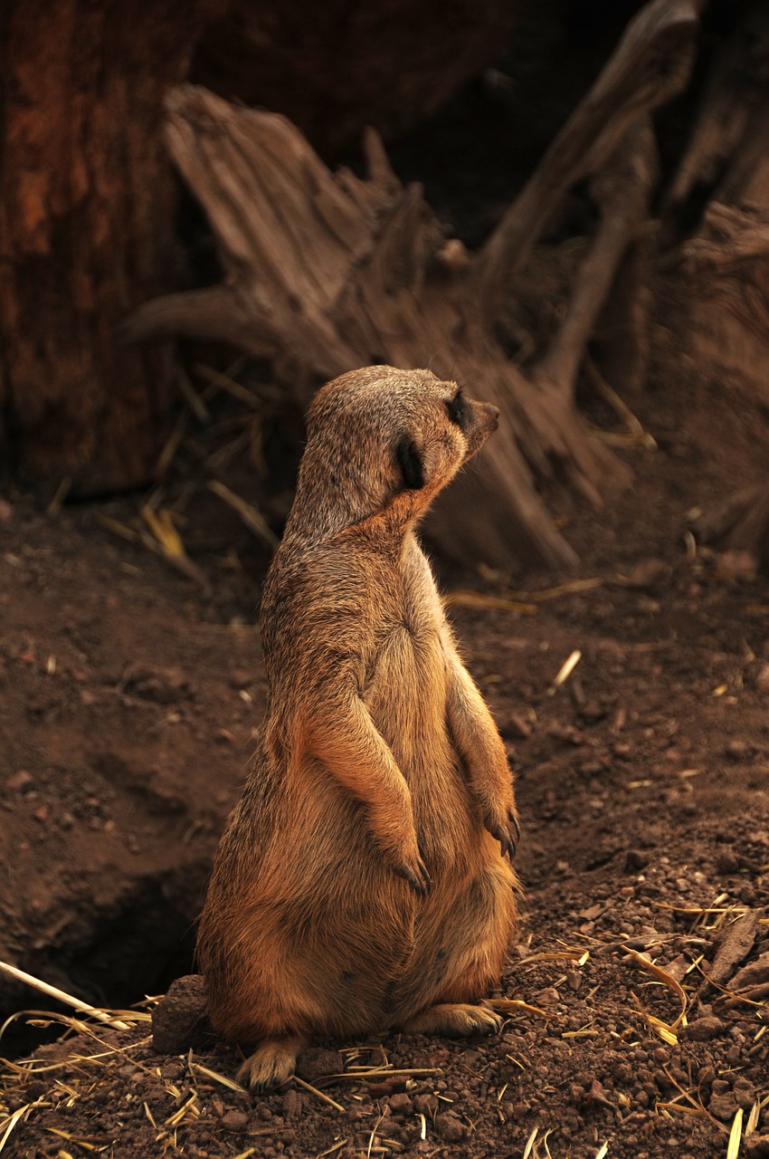 suricate meerkat africa free photo