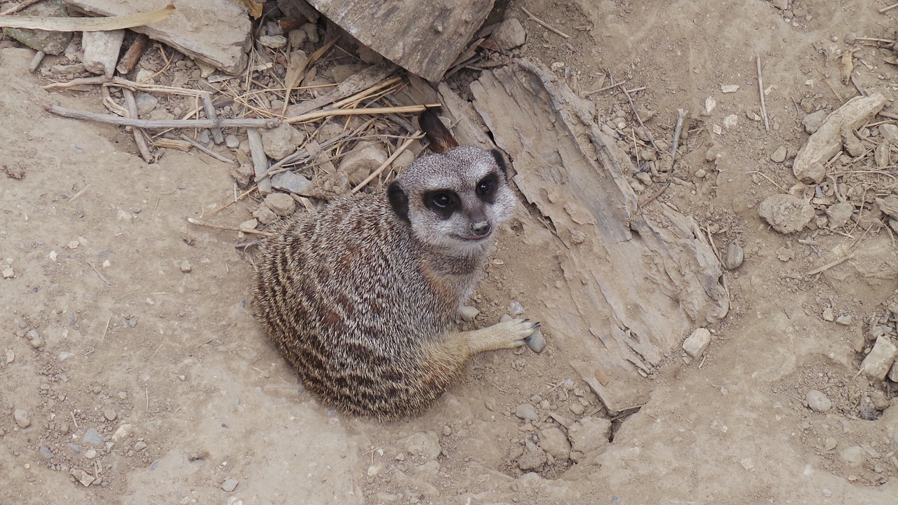 suricate african reserve sigean free photo