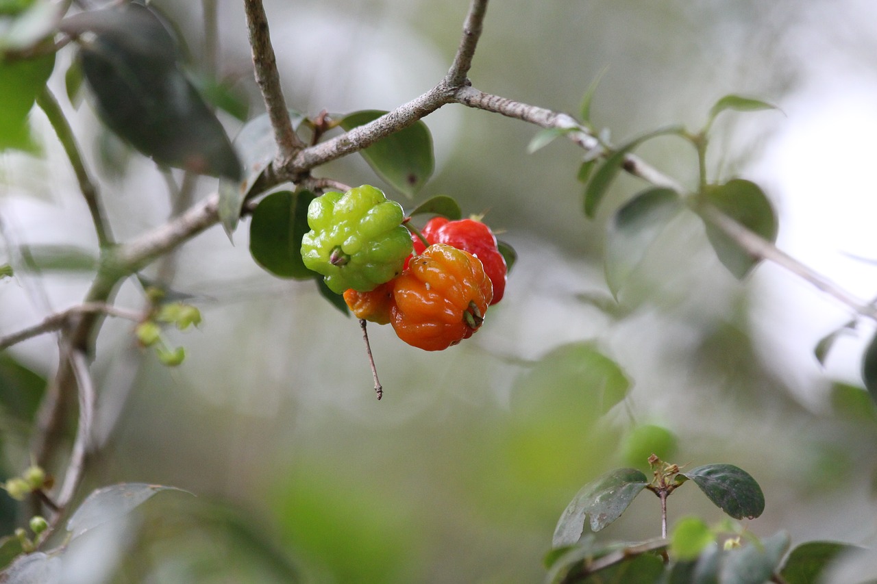 surinam cherry eugenia uniflora fruit free photo