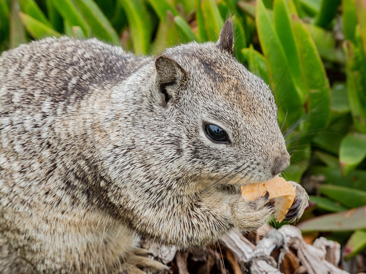 surprised  sweet  animal free photo