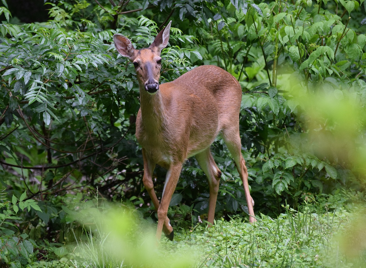 surprised deer deer animal free photo