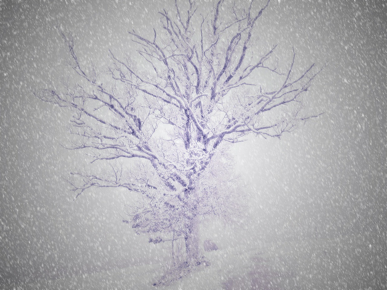 surreal tree wintry free photo