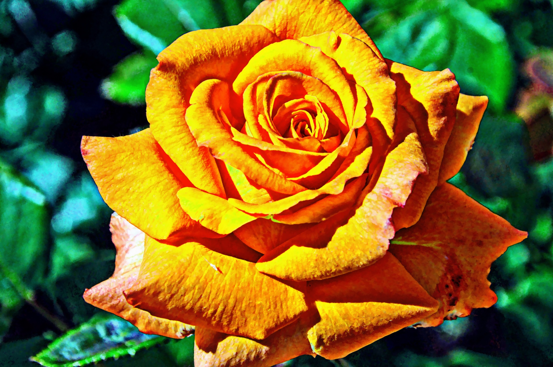 rose roses orange free photo
