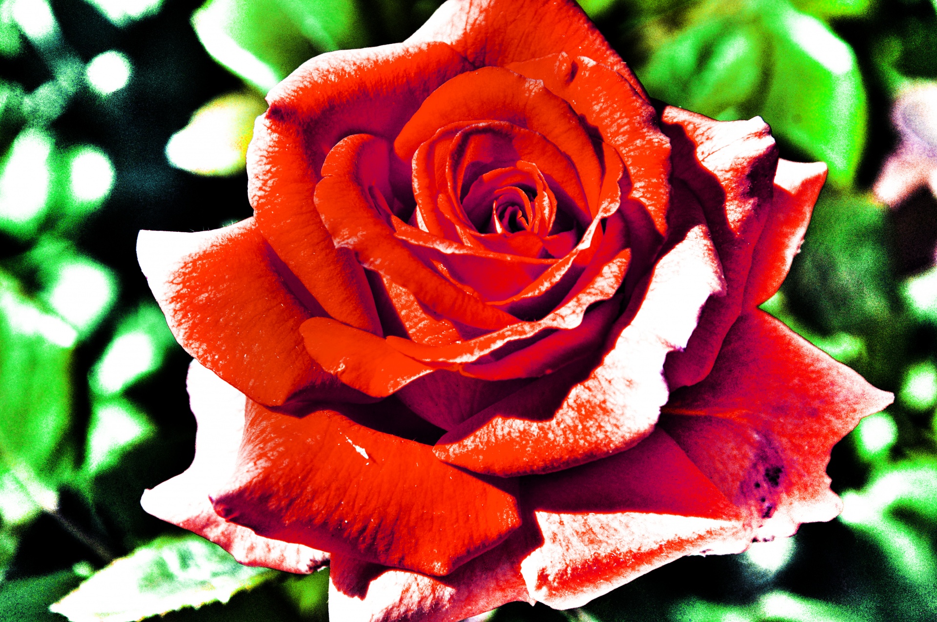 rose roses red free photo