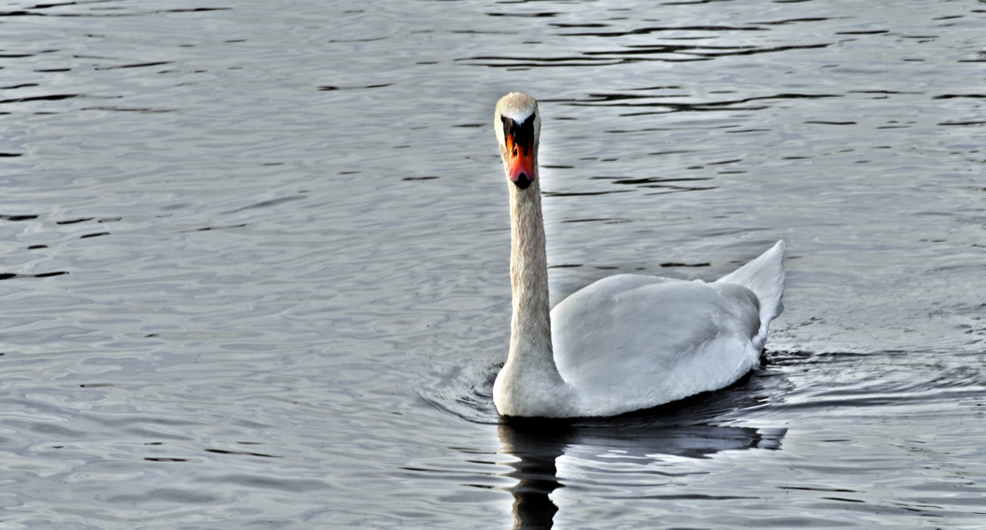 swan swans bird free photo