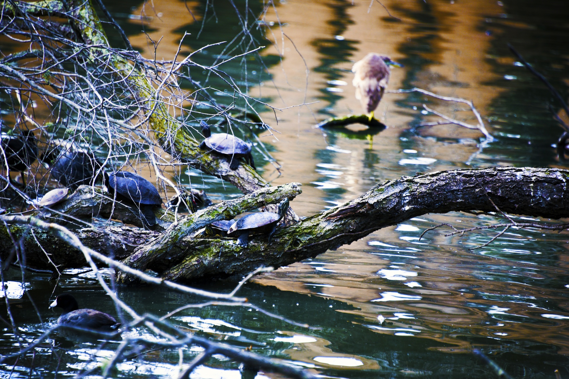 turtles artistic affect green free photo