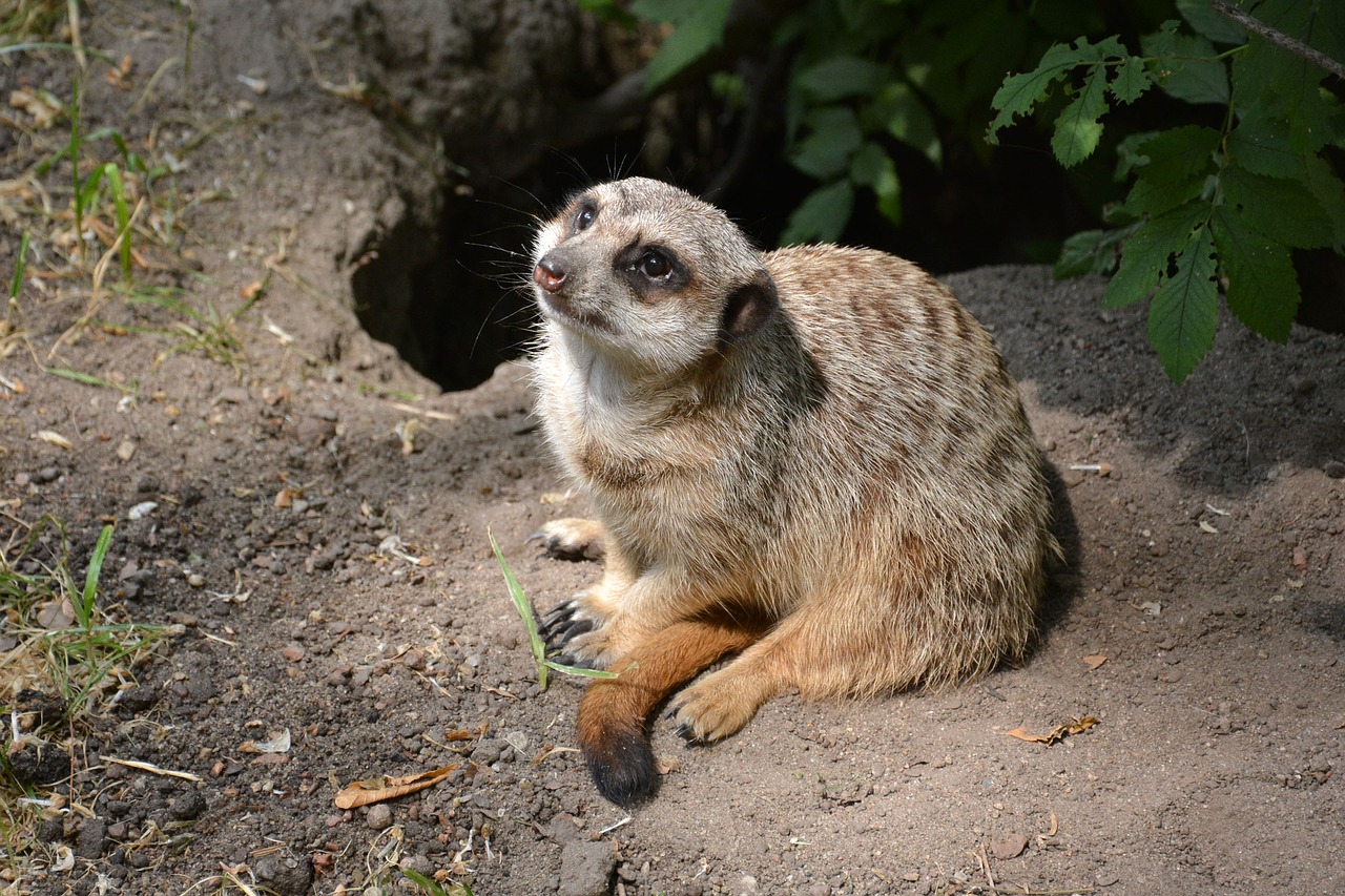 surykatka  zoo  savanna free photo