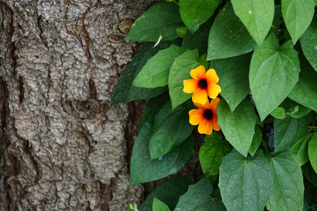 susanne plant summer free photo