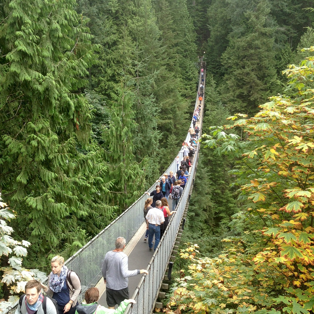 suspension bridge vancouver british columbia free photo