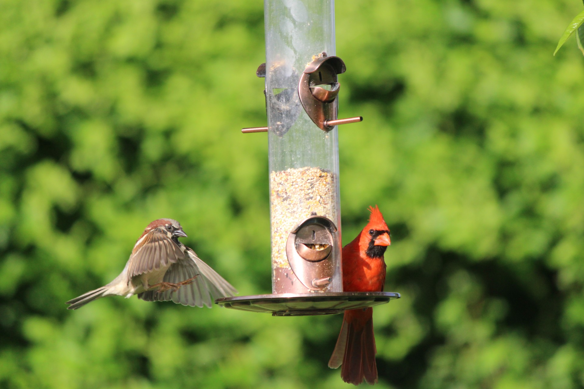 birds feeder seeds free photo