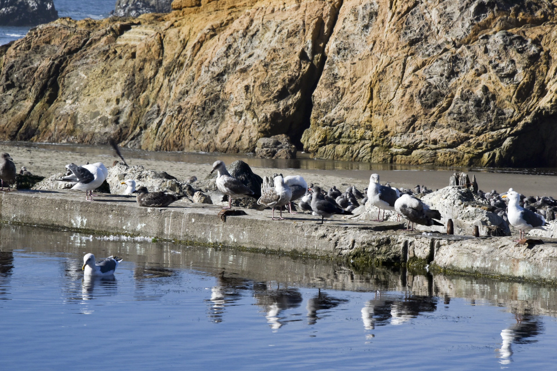 sutro san francisco bath free photo