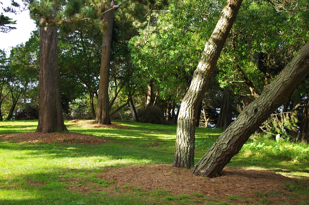 sutro park san francisco trees free photo