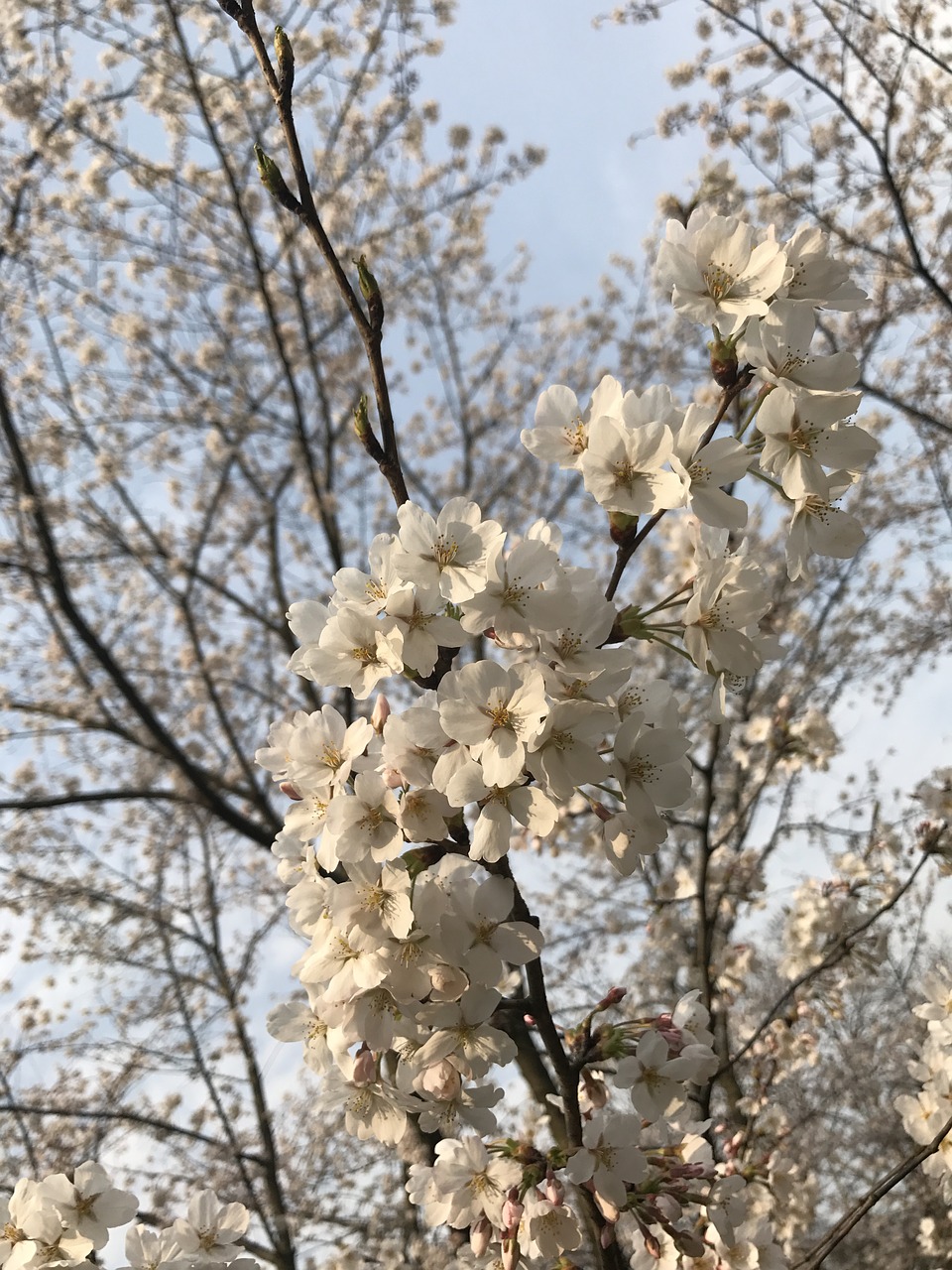 suzhou  flower  white flower free photo