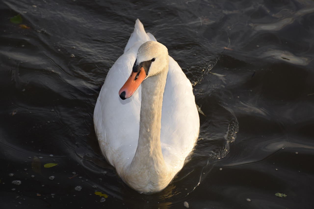 svan  schwan  swan free photo