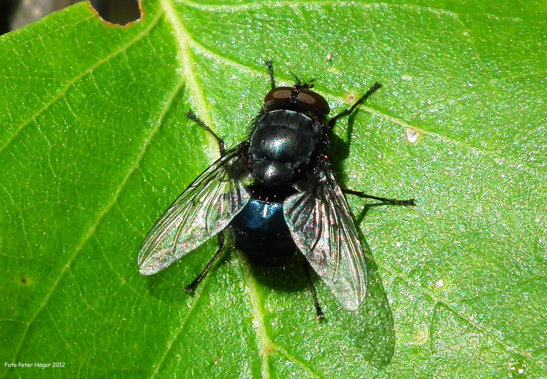 fly flies black blowfly free photo