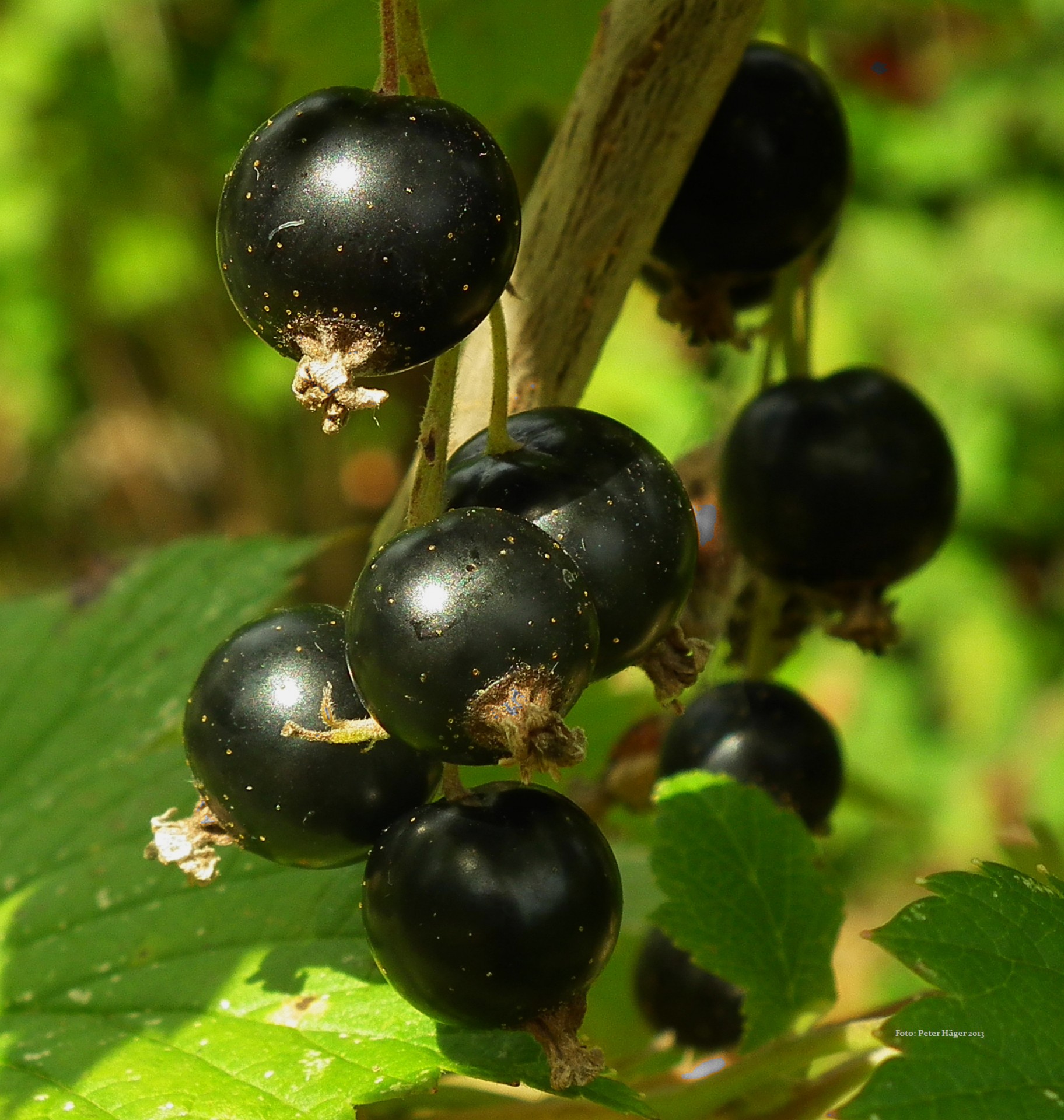 berries black currant blackcurrant free photo