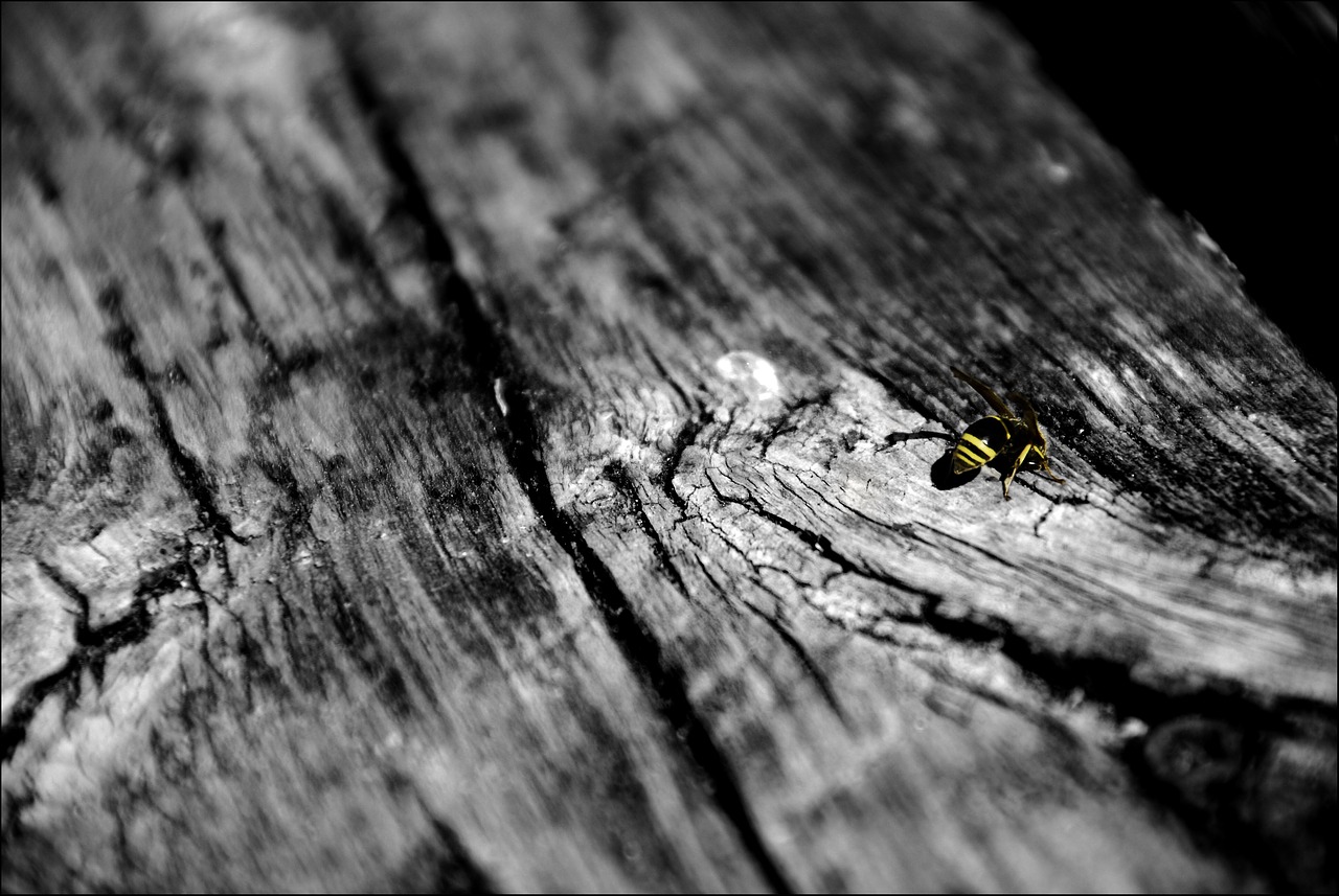 sw bee wood free photo