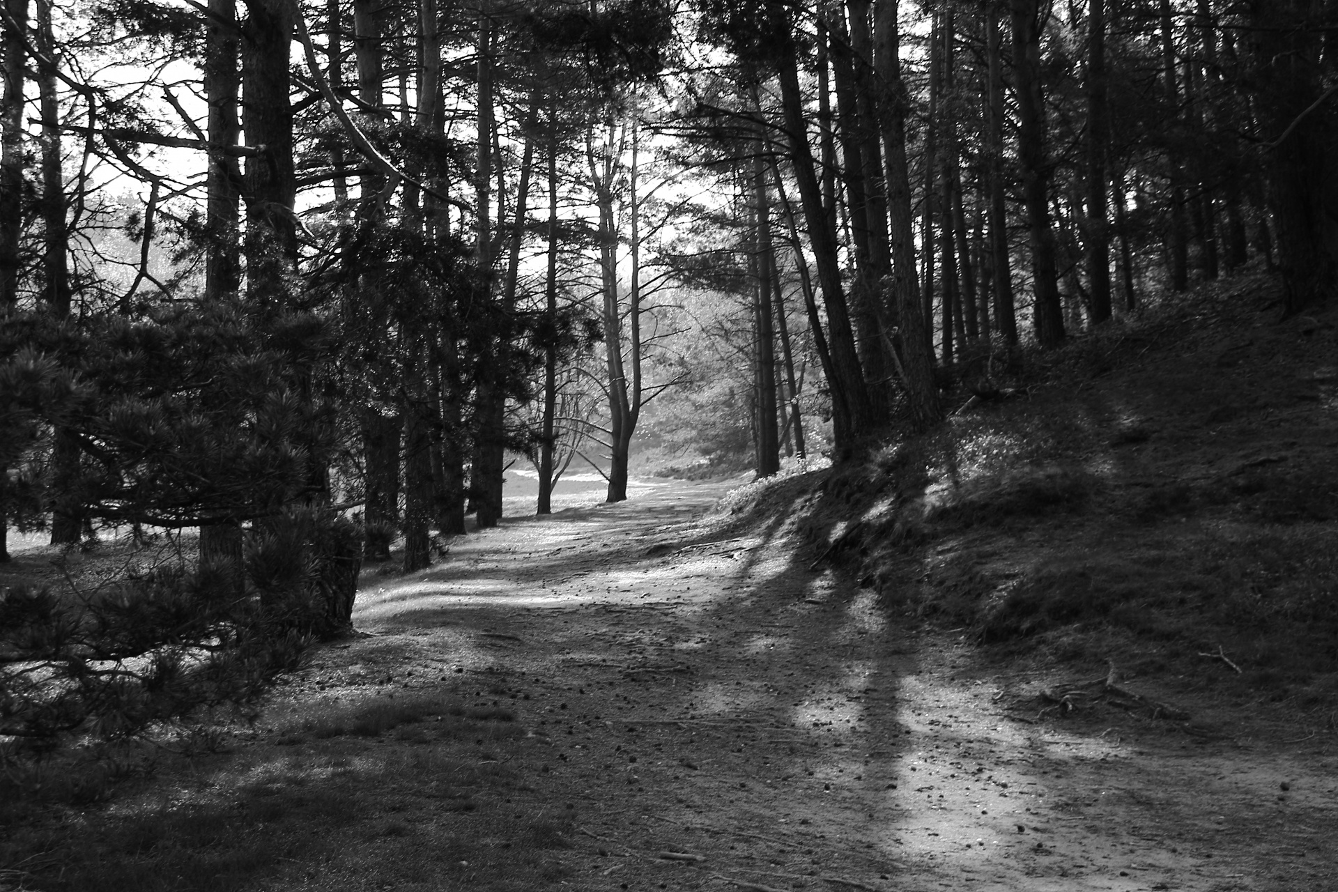 forest path tree free photo