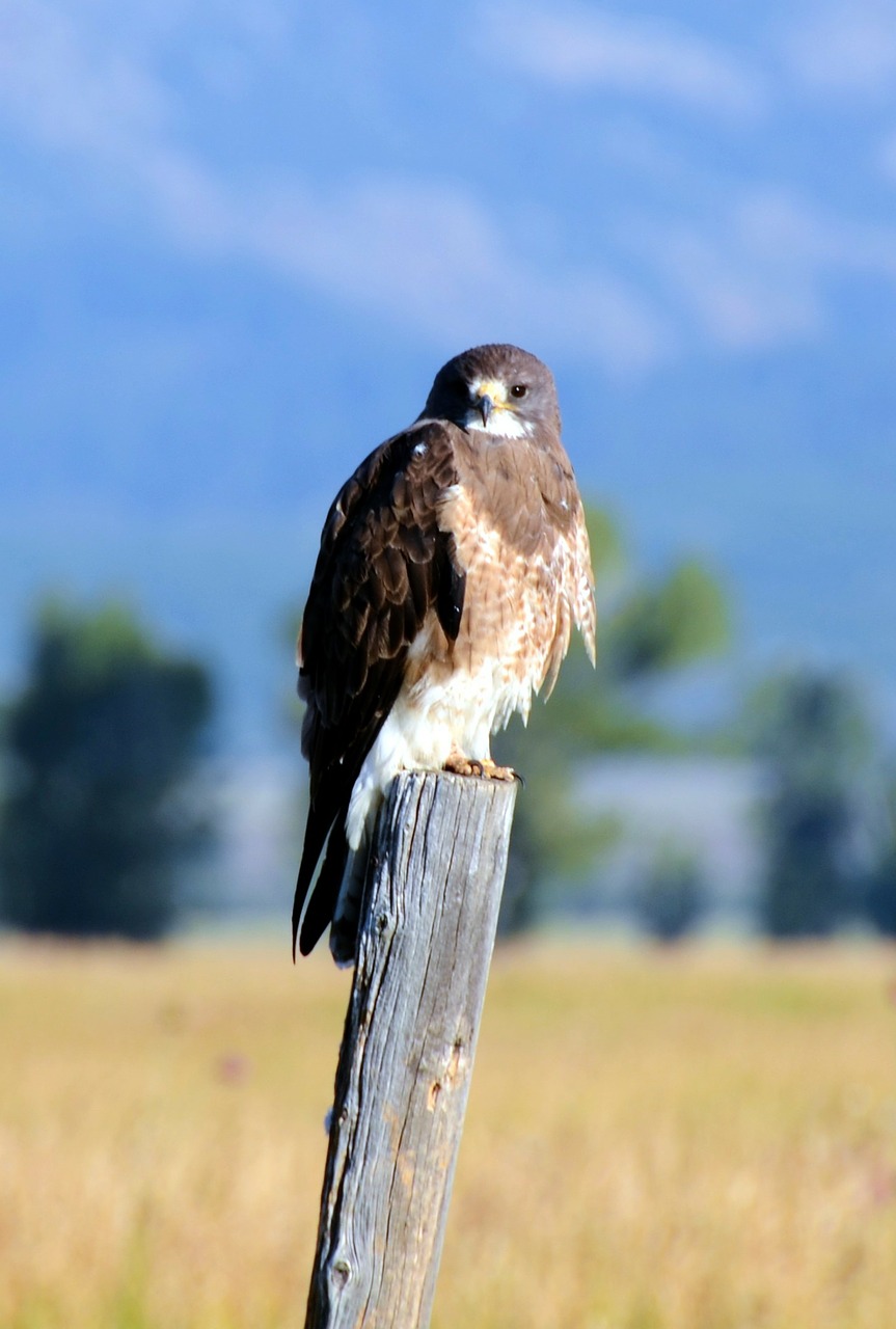 swainson's hawk bird hawk free photo