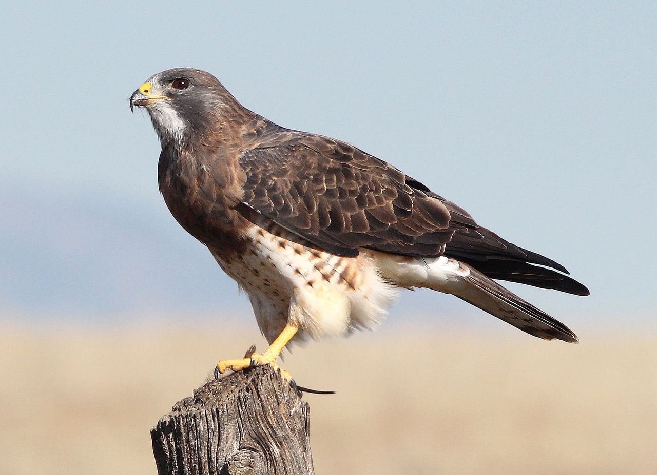 swainson's hawk bird raptor free photo