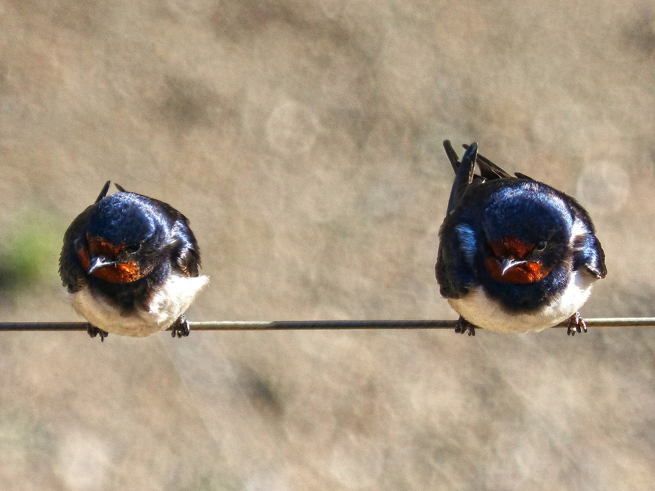 swallow couple cable free photo