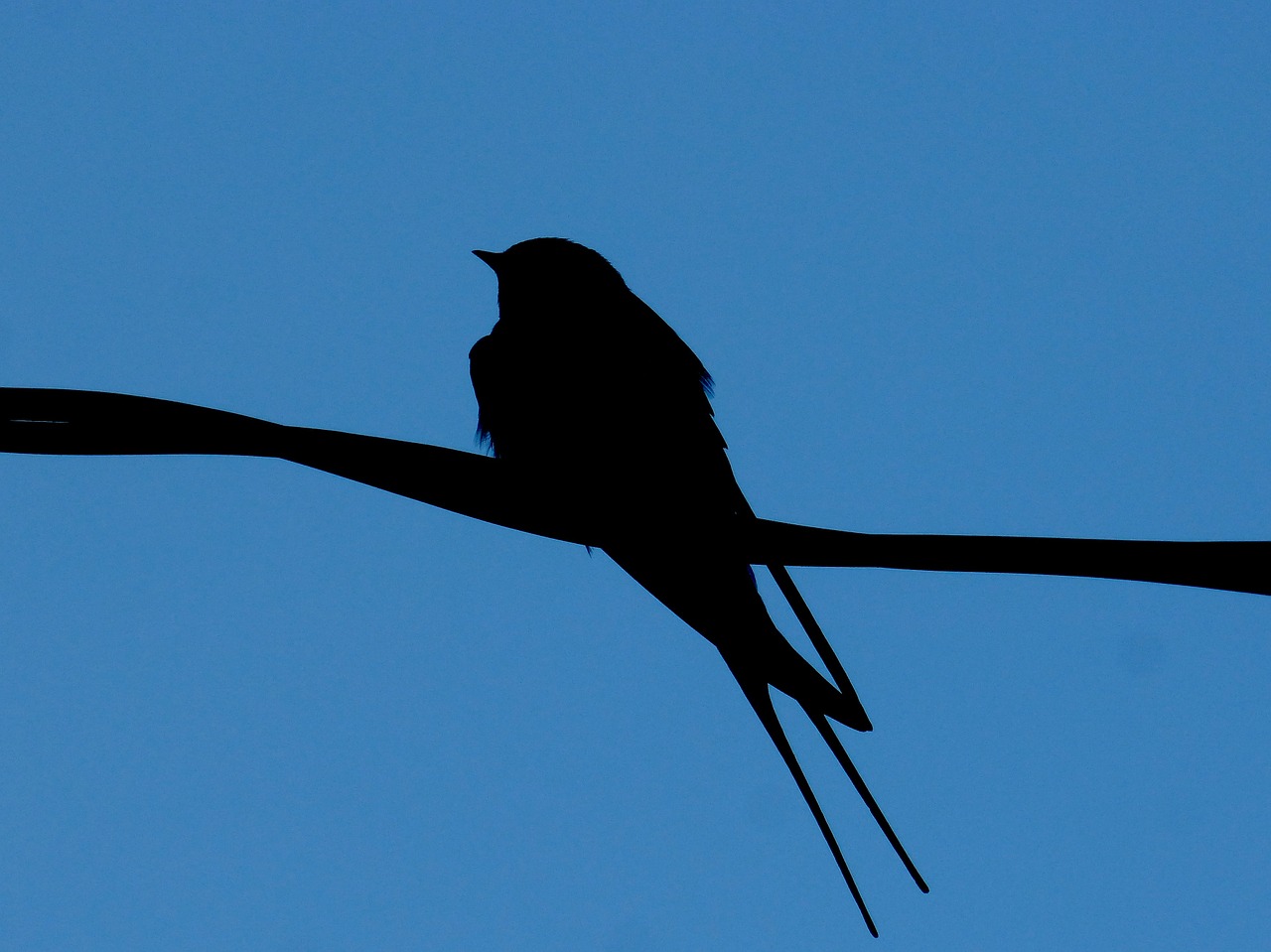 swallow cable backlight free photo