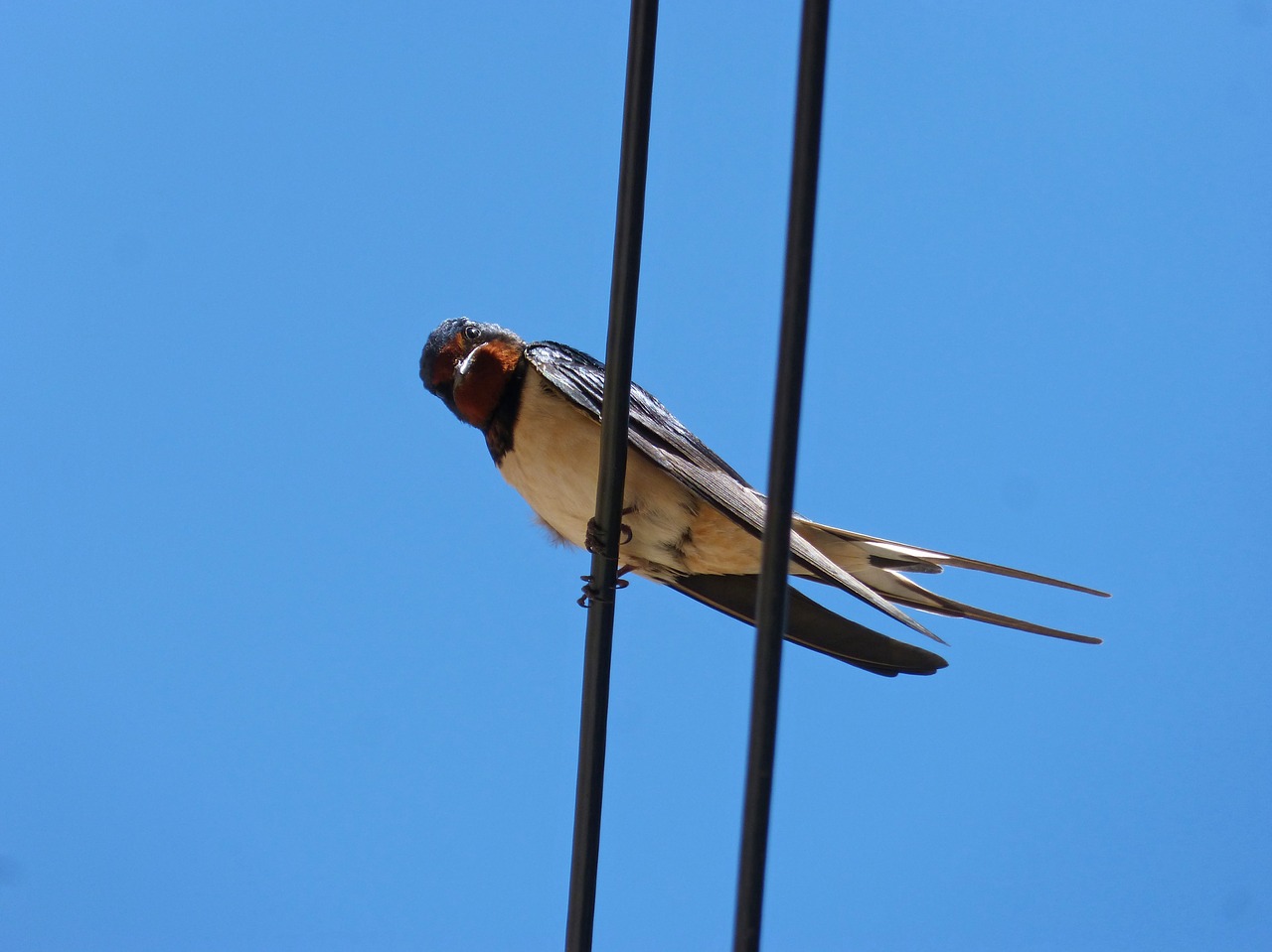 swallow cables lookout free photo