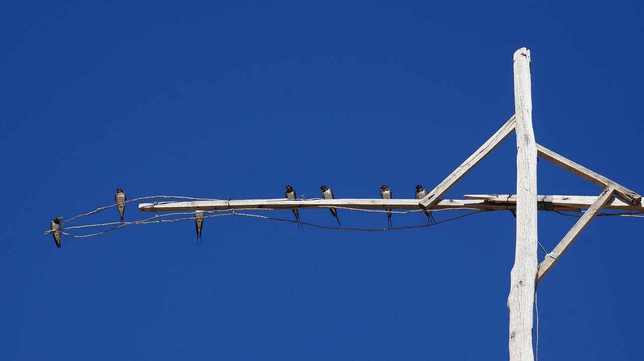 swallow travel rest free photo