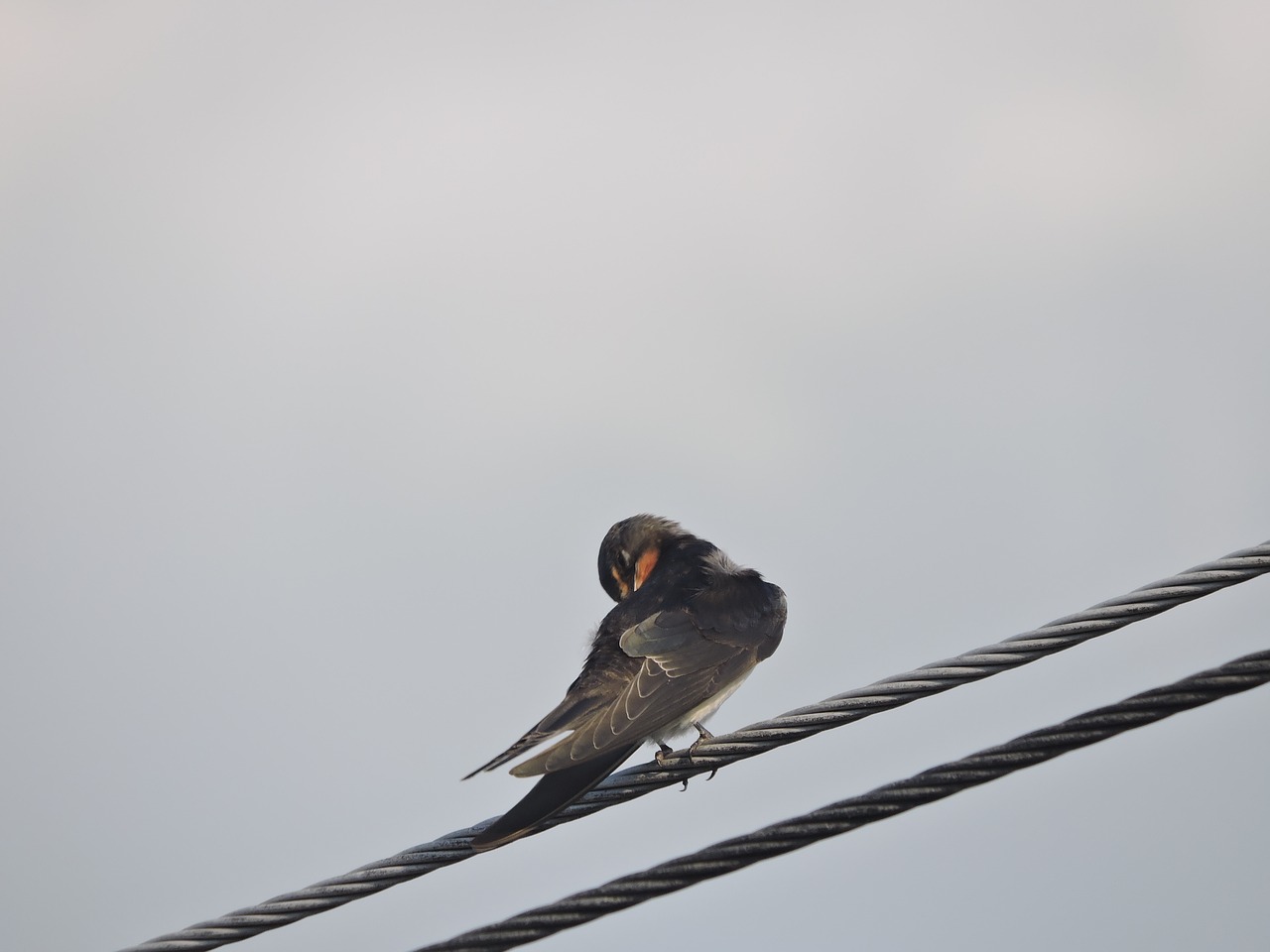 swallow wires bird free photo