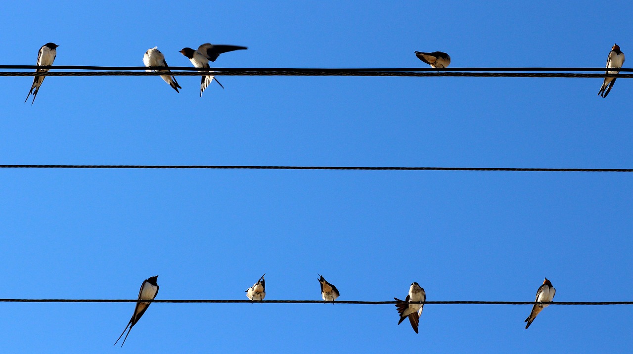 swallow birds wire free photo