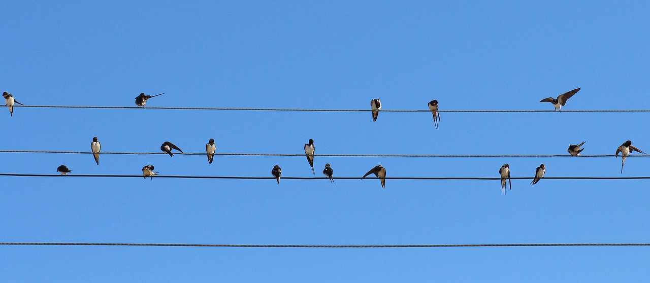 swallow birds wire free photo