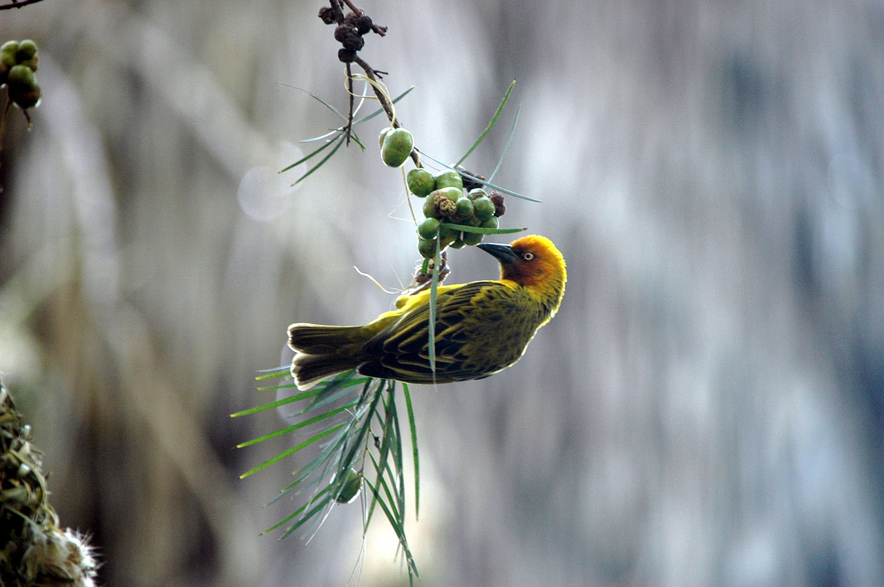 finch bird feeding time free photo