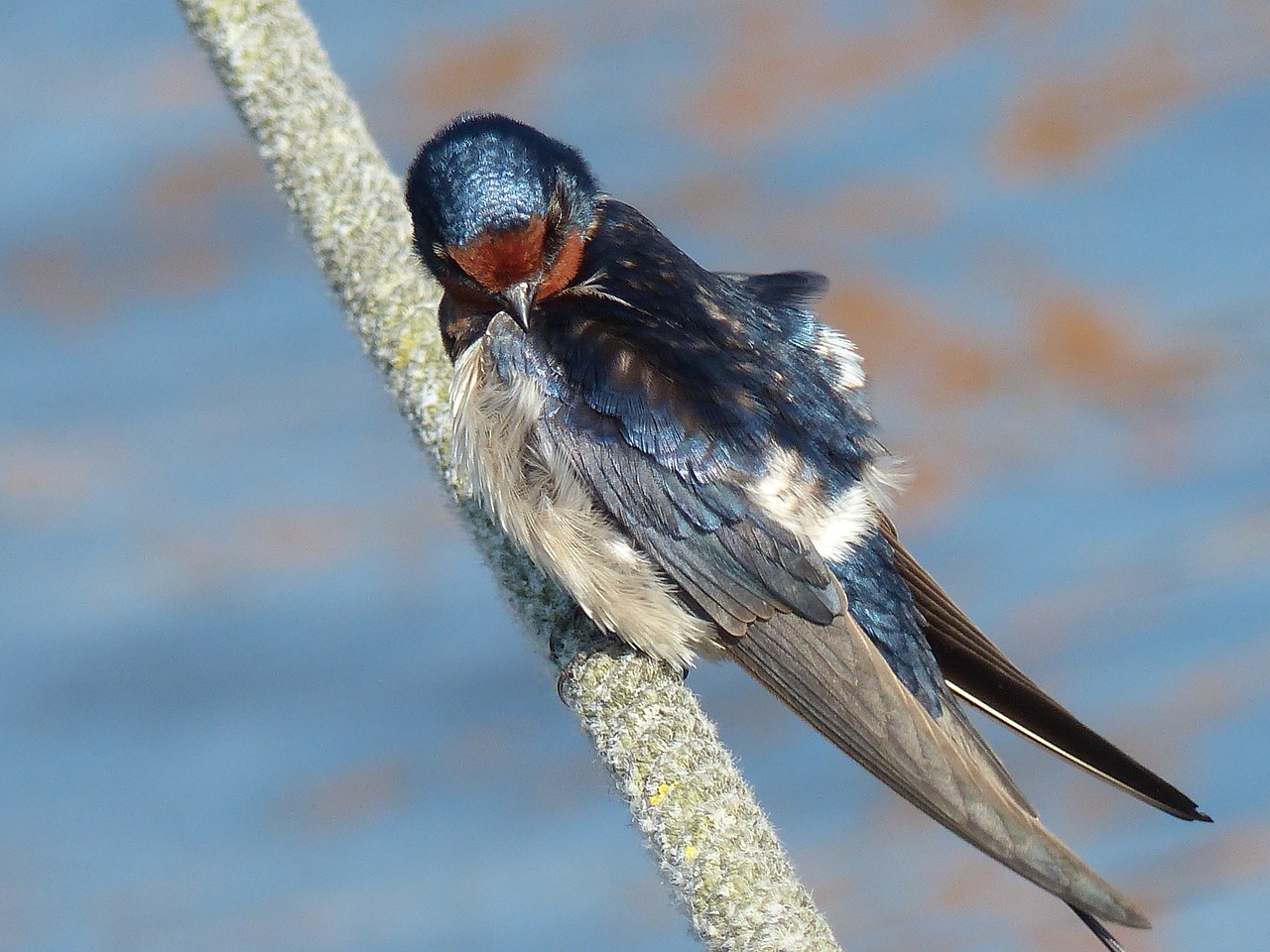 swallow young young swallow free photo