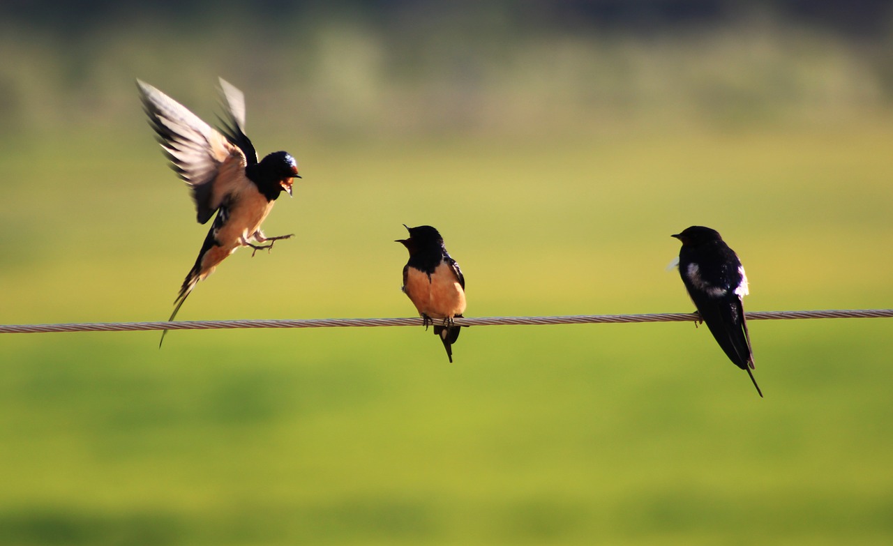 swallow bird wire free photo