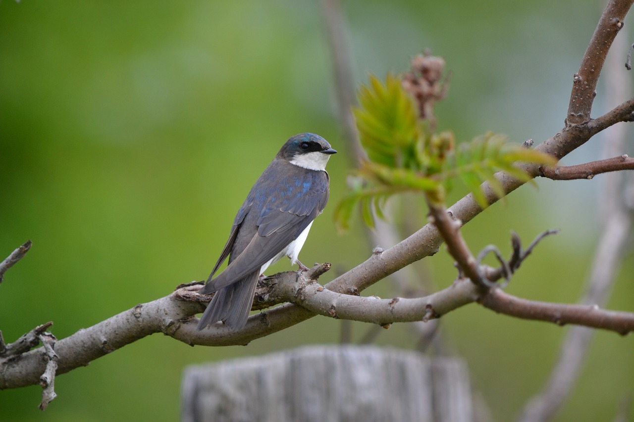 swallow tree branch free photo