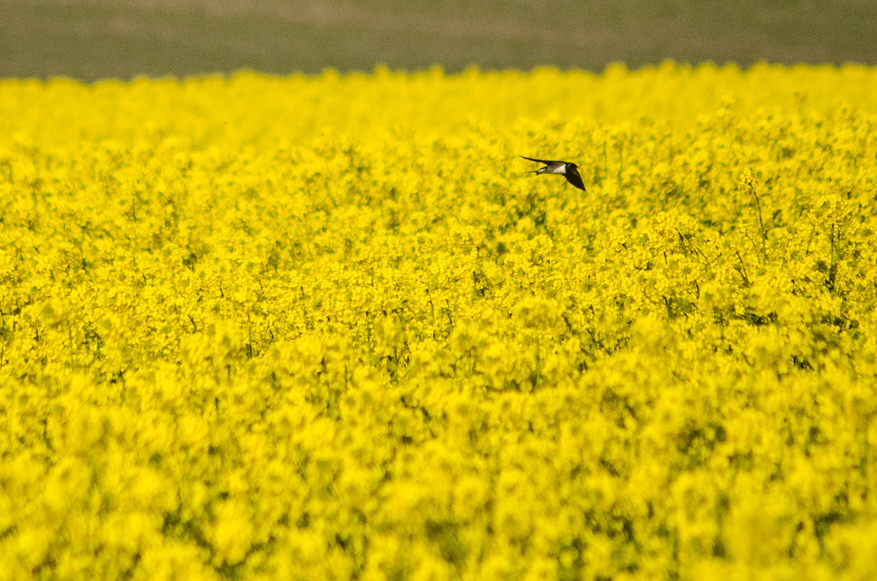 swallow rapeseed spring free photo