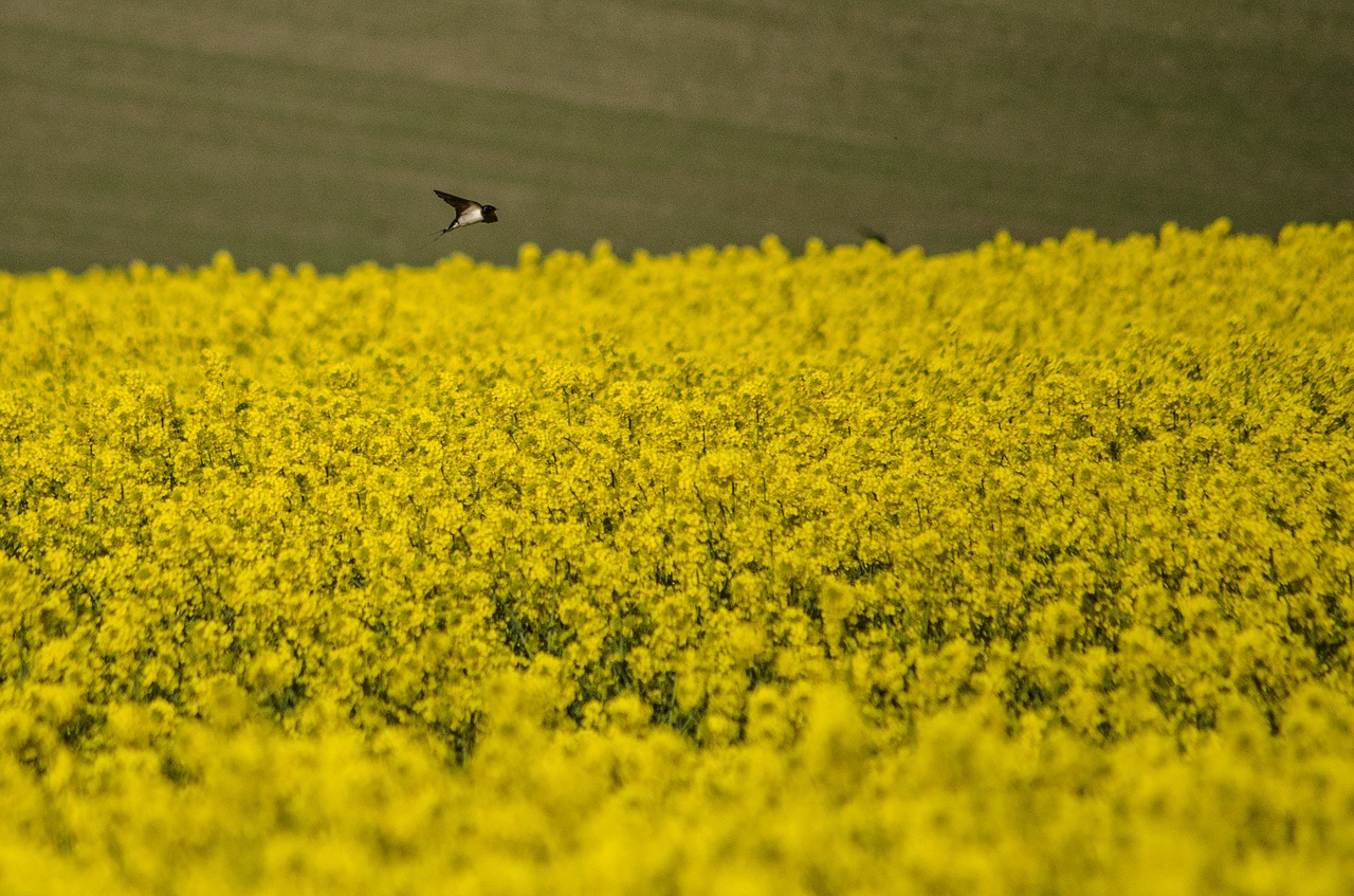 swallow rapeseed spring free photo