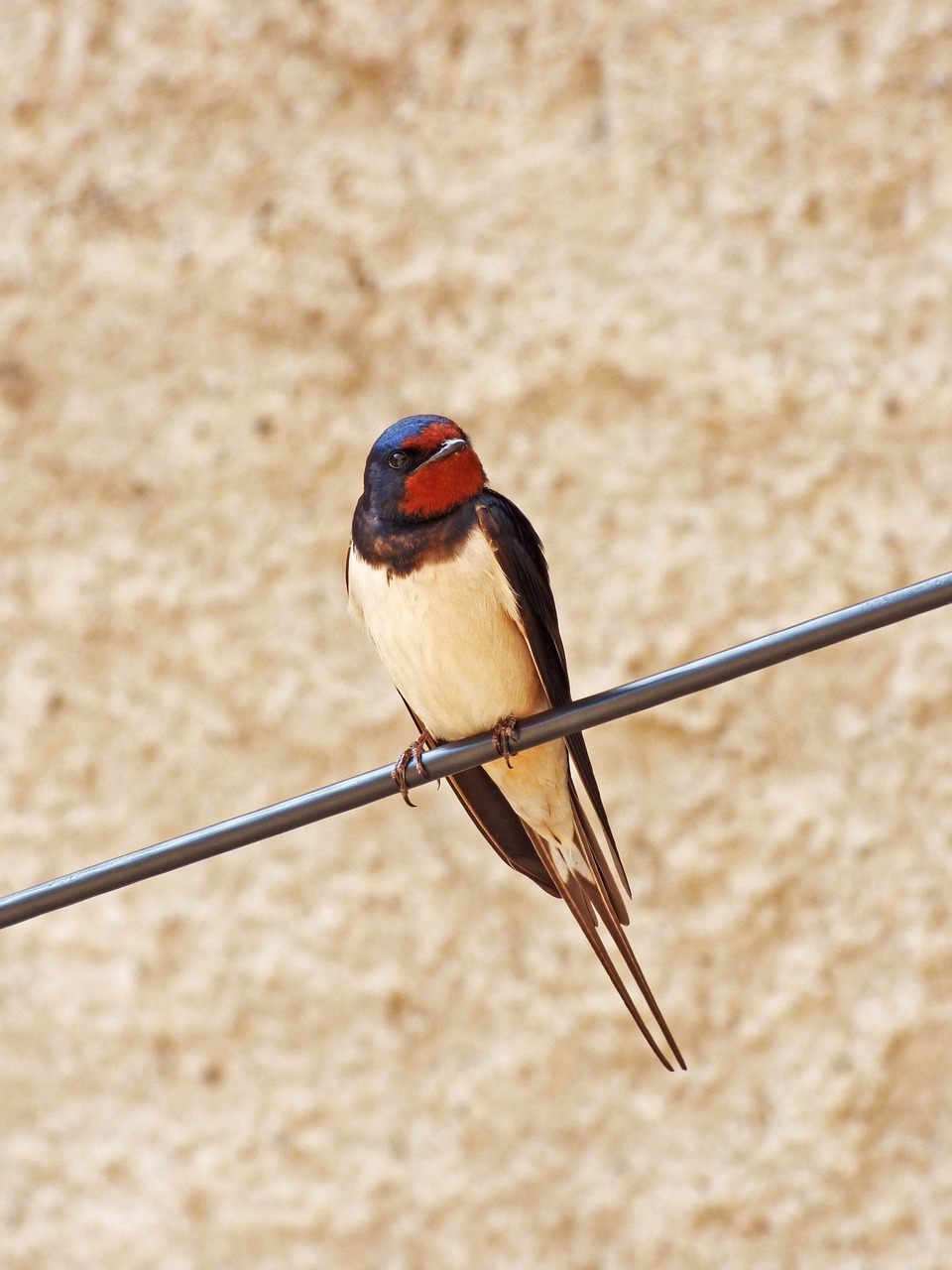 swallow cable hirundo rustica free photo